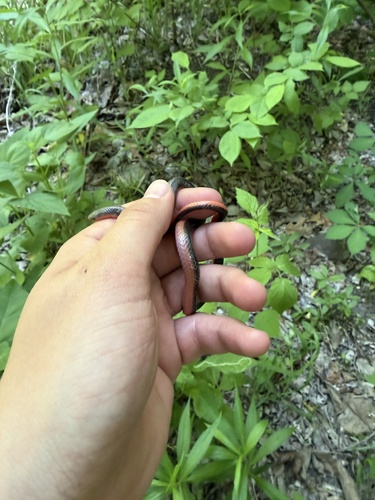 Western Worm Snake