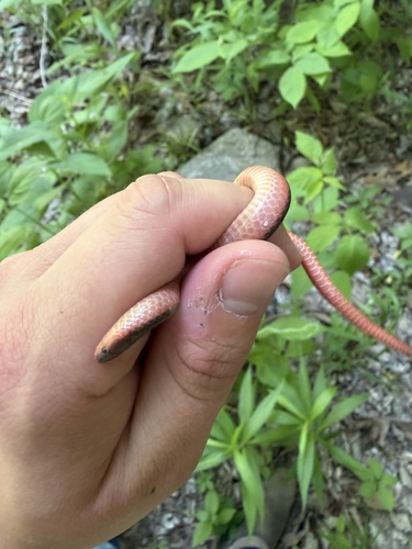 Western Worm Snake