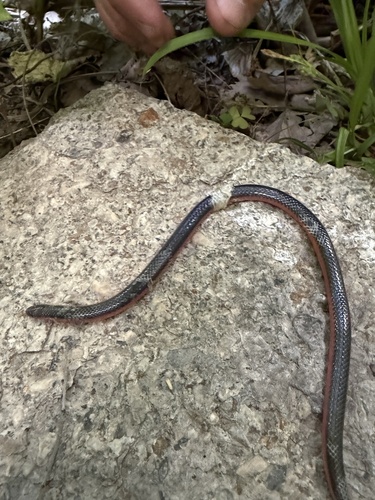 Western Worm Snake