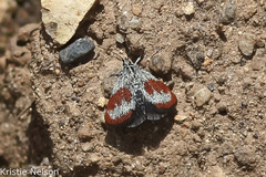 Anatralata versicolor