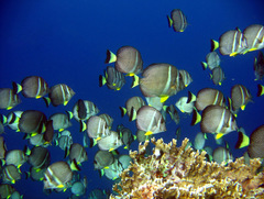 Acanthurus guttatus