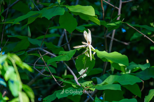 umbrella magnolia