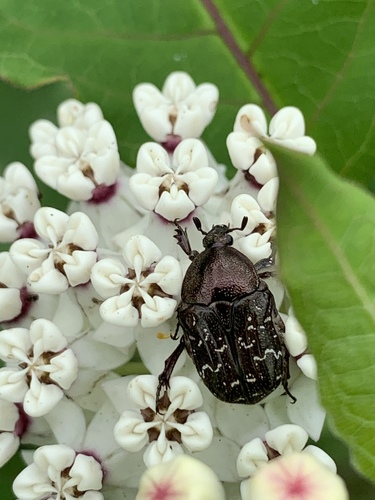 Dark Flower Scarab photo 5