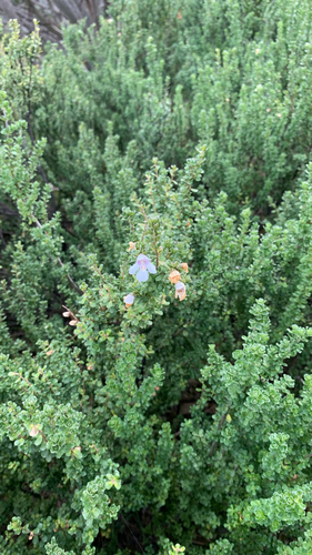 Prostanthera cuneata observed 2026-05-16