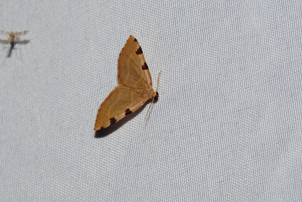 Three-spotted Fillip in May 2026 by Mason Sieg. Showed up and entoquip ...