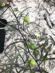 Physalis angustifolia