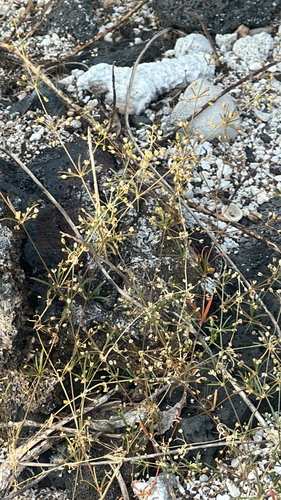 Mollugo verticillata observed 2026-05-15