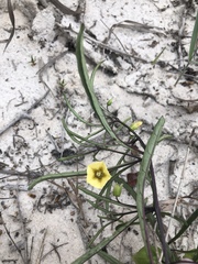 Physalis angustifolia