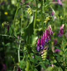 Vicia villosa