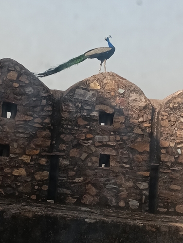 Indian Peafowl