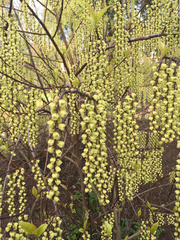 Stachyurus chinensis