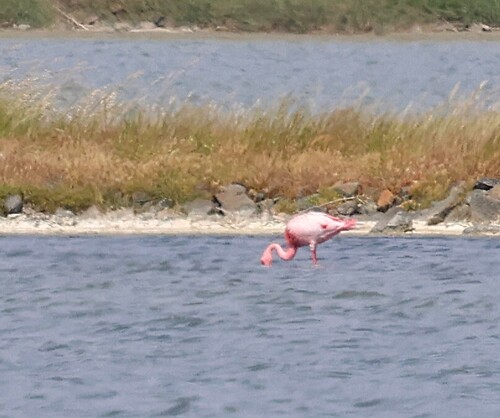 iNaturalist image