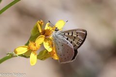 Tharsalea nivalis