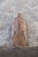 Acleris stadiana