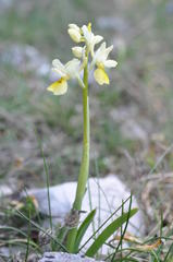 Orchis pauciflora