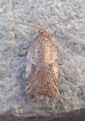 Acleris stadiana