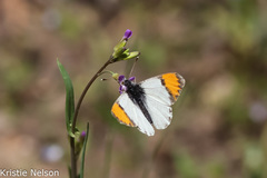 Anthocharis julia sulfuris