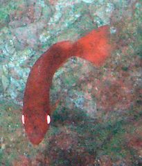 Priacanthus