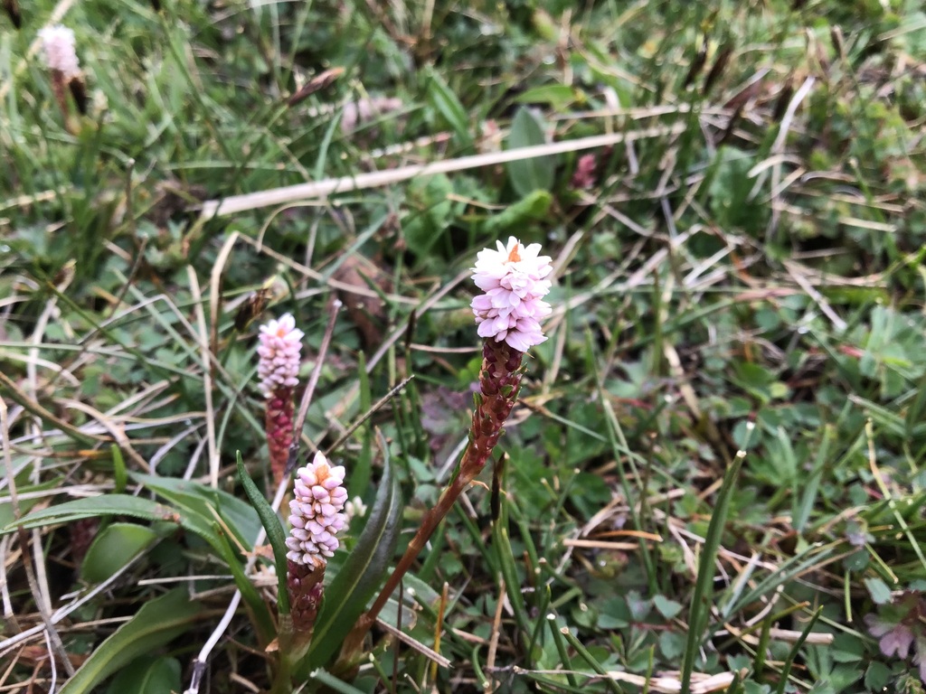 Bistorta vivipara; photograph 王天明, CC BY, iNaturalist via GBIF