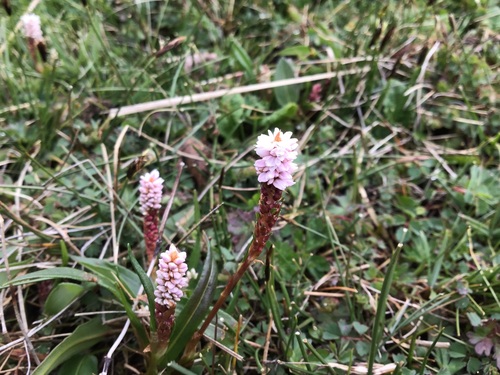 Bistorta vivipara