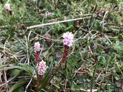 Bistorta vivipara