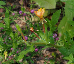 Oenothera laciniata