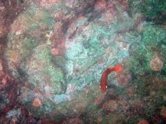 Priacanthus