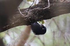 Melaniparus guineensis