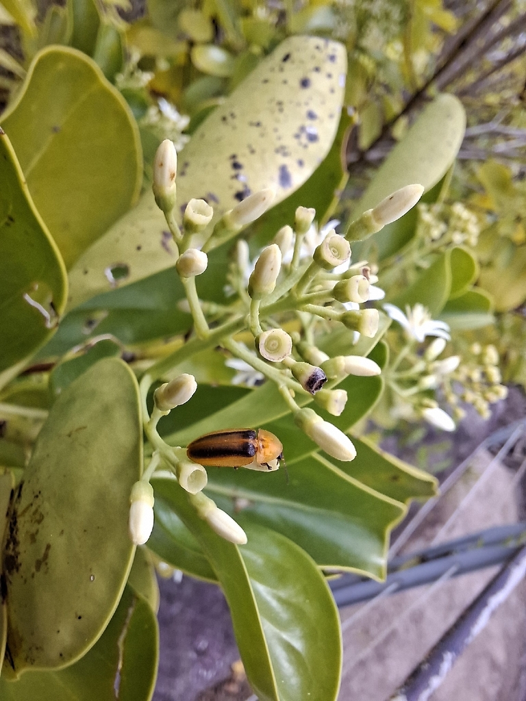 Aspisoma superciliosum