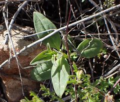 Sairocarpus coulterianus