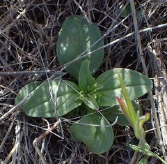 Sairocarpus coulterianus
