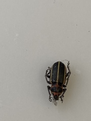 Eudiagogus maryae
