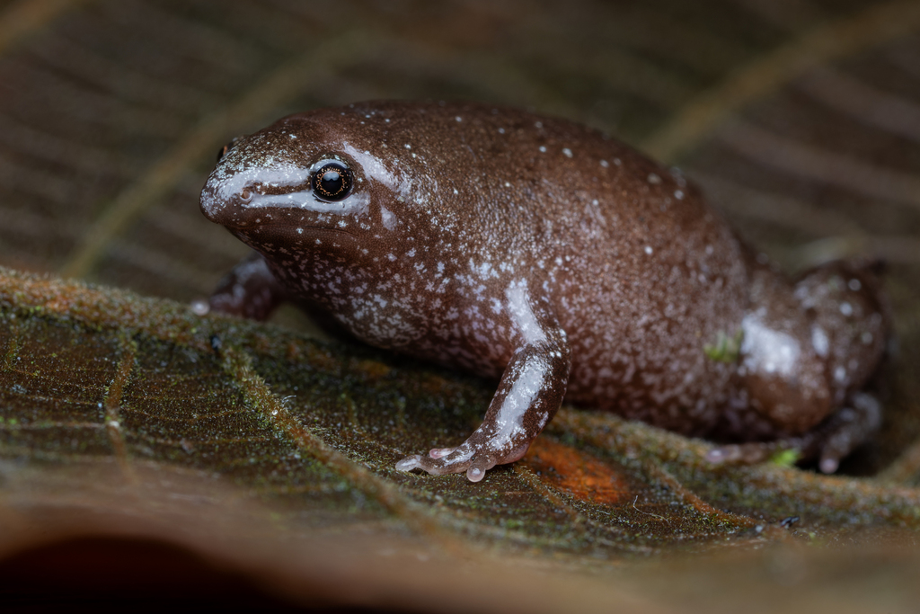 Rio Elongated Frog