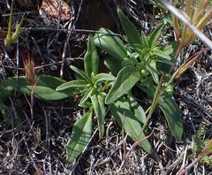 Sairocarpus coulterianus
