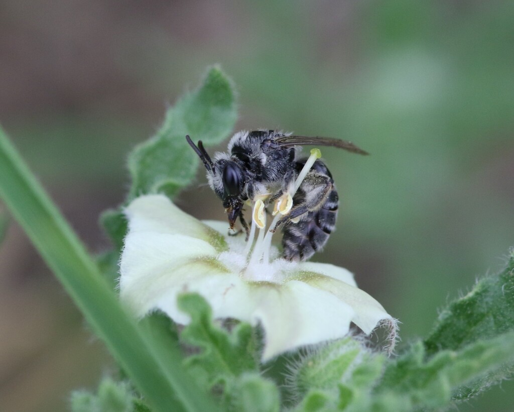 Colletes swenki