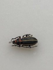 Eudiagogus maryae