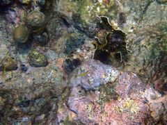 Dichocoenia stokesii