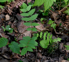 Sorbus decora, photograph (c) Eric Lamb, some rights reserved (CC BY)