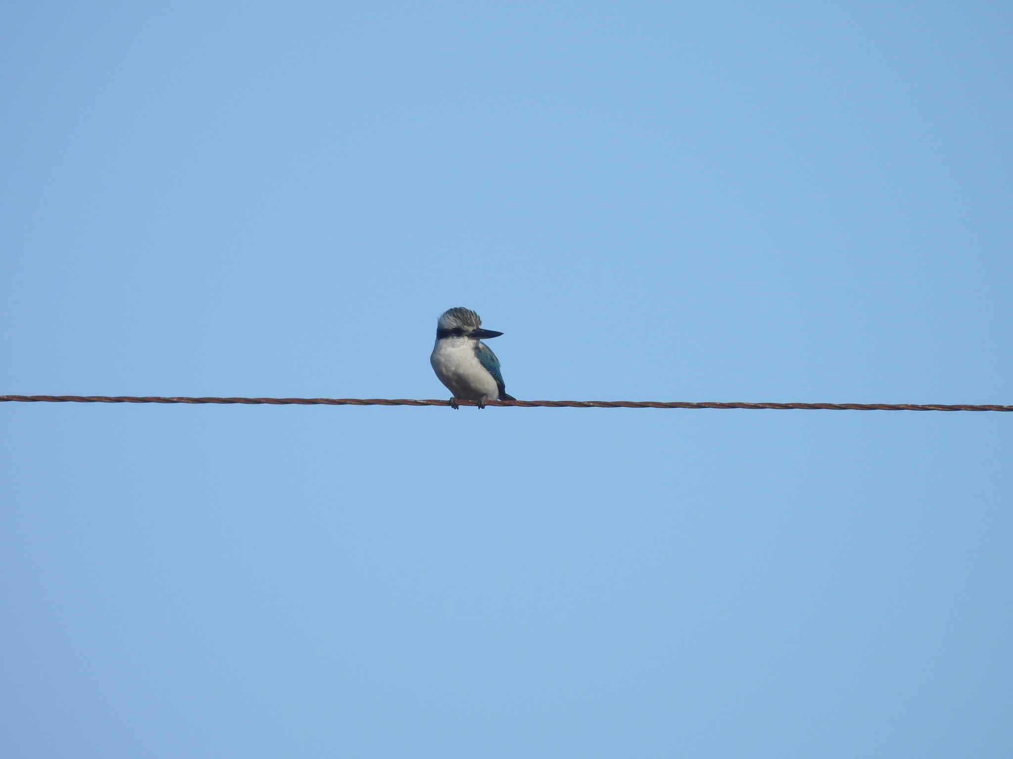 Red-backed Kingfisher (Todiramphus pyrrhopygius), photo 5