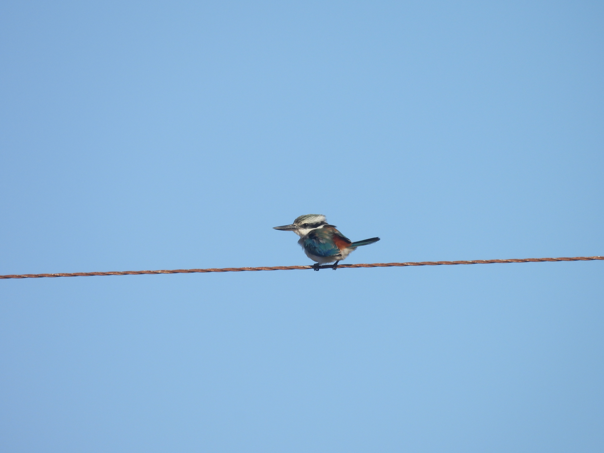 Red-backed Kingfisher (Todiramphus pyrrhopygius), photo 4