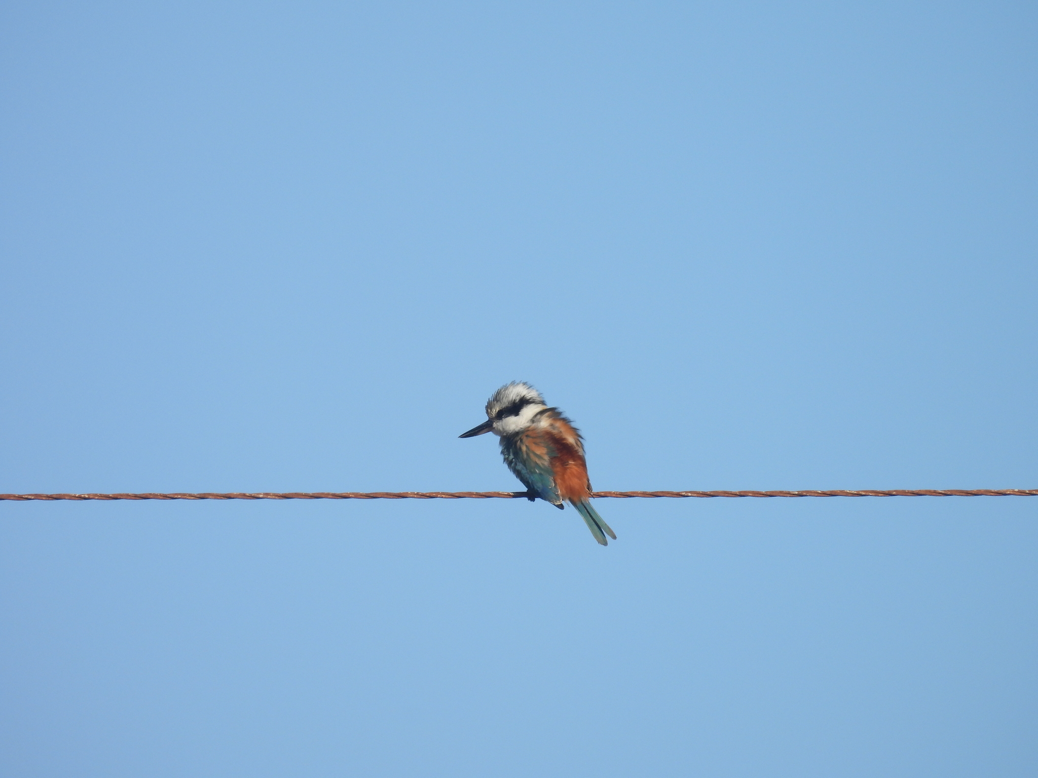 Red-backed Kingfisher (Todiramphus pyrrhopygius), photo 3