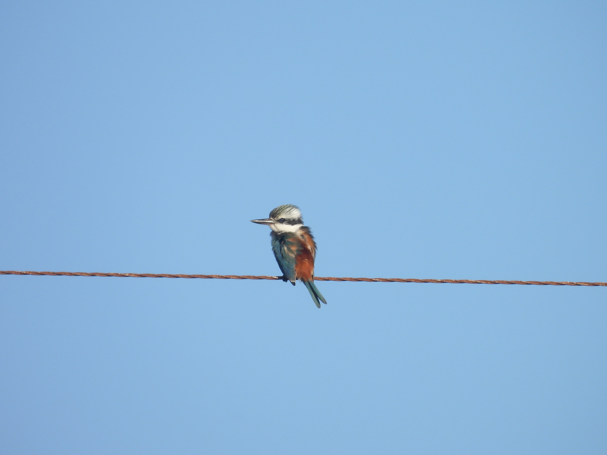 Red-backed Kingfisher (Todiramphus pyrrhopygius), photo 2