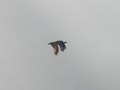 Australian Bustard (Ardeotis australis), photo 4