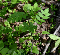 Sorbus decora, photograph (c) Eric Lamb, some rights reserved (CC BY)