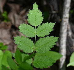 Sorbus decora, photograph (c) Eric Lamb, some rights reserved (CC BY)