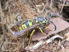 Vespula germanica