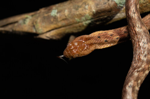 Thamnodynastes sertanejo