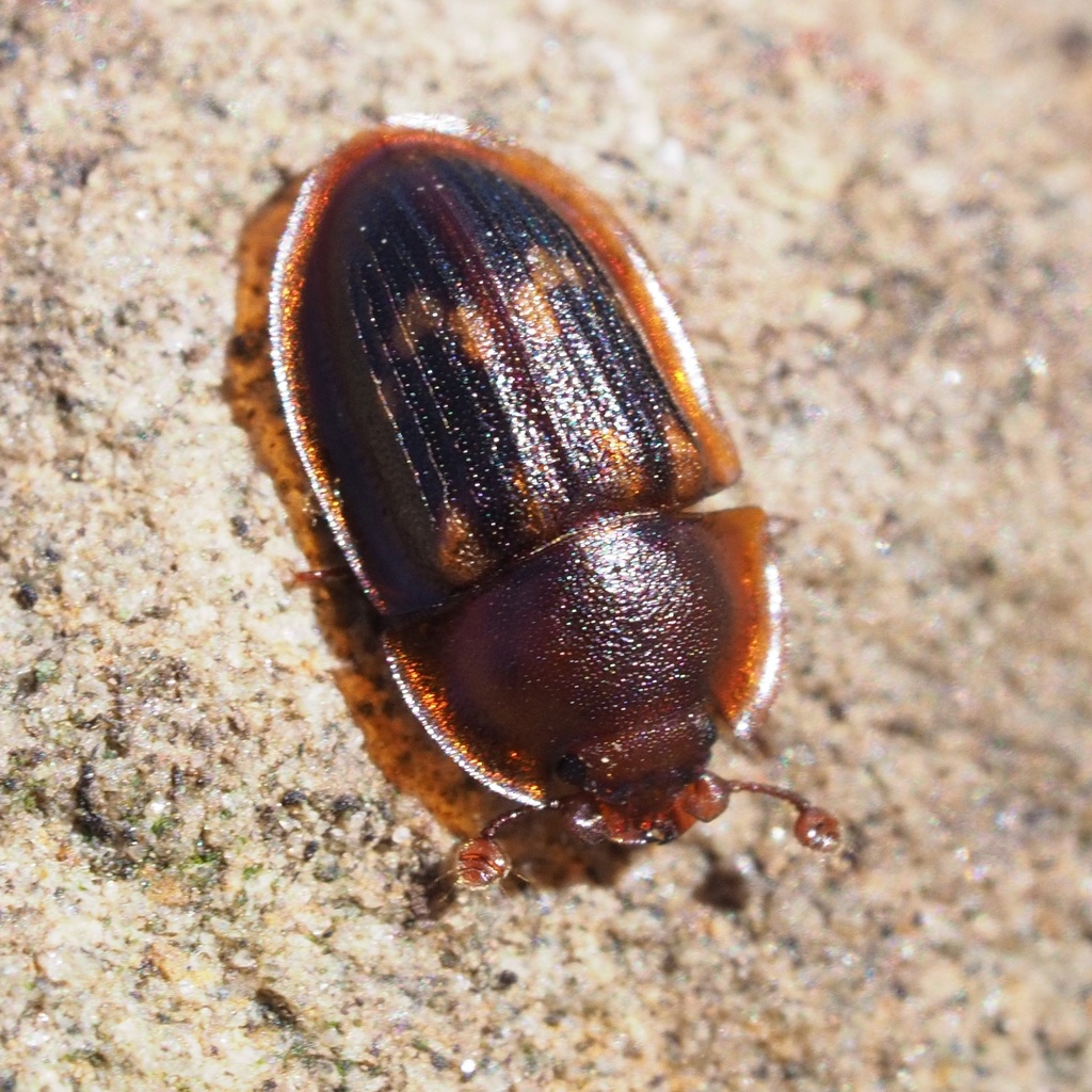 Amphotis