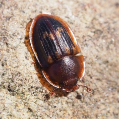 Amphotis marginata