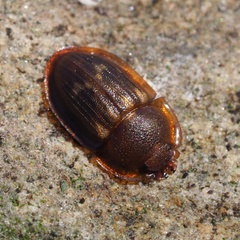 Amphotis marginata